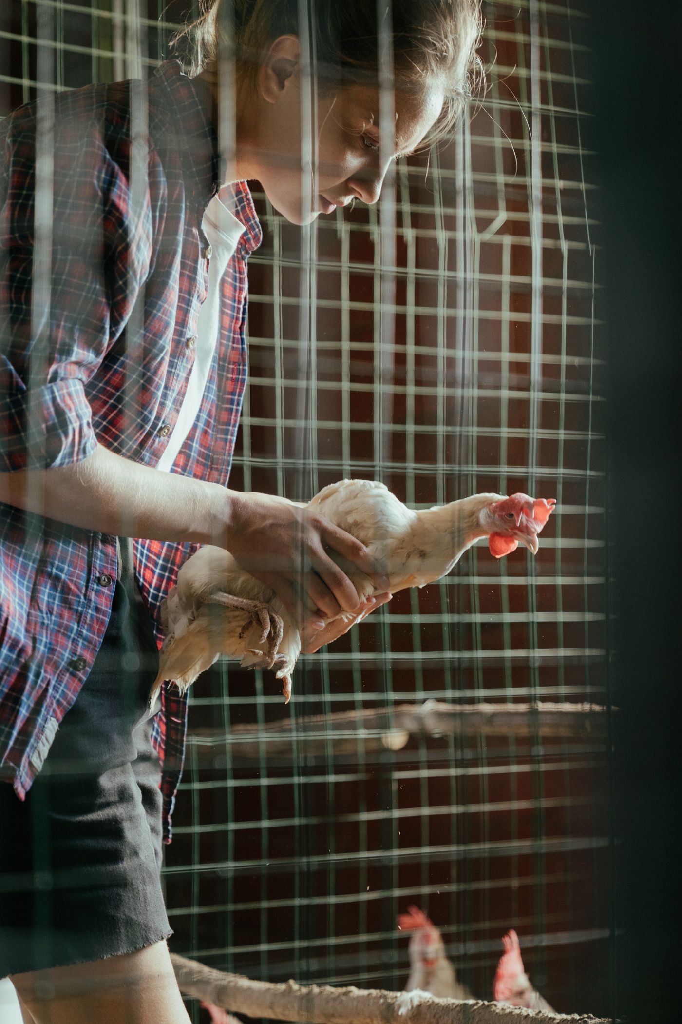 Person kontrolliert ein Huhn im Stall von Hand